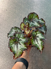 Load image into Gallery viewer, Begonia
