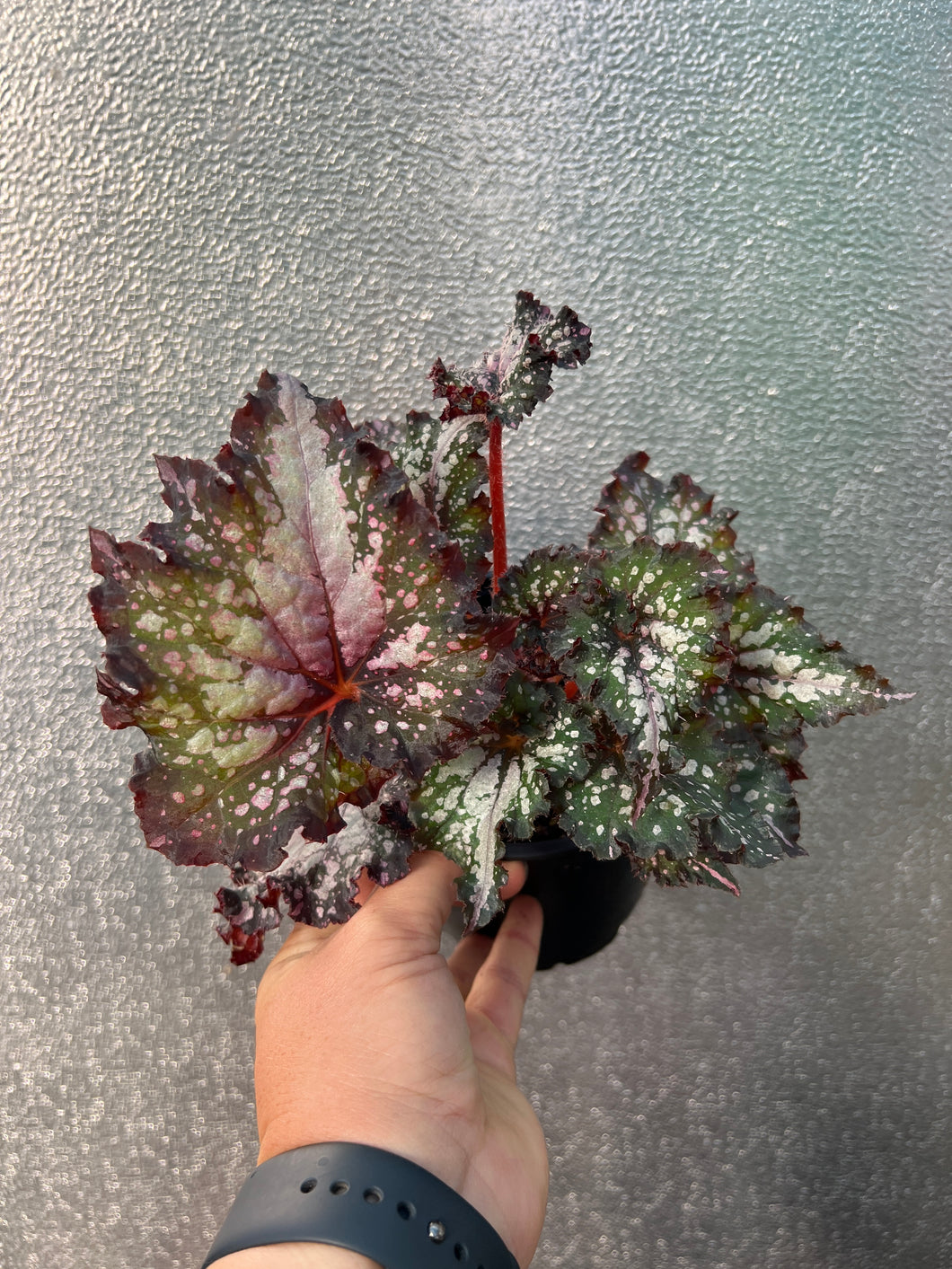 Begonia ‘Wildfire’