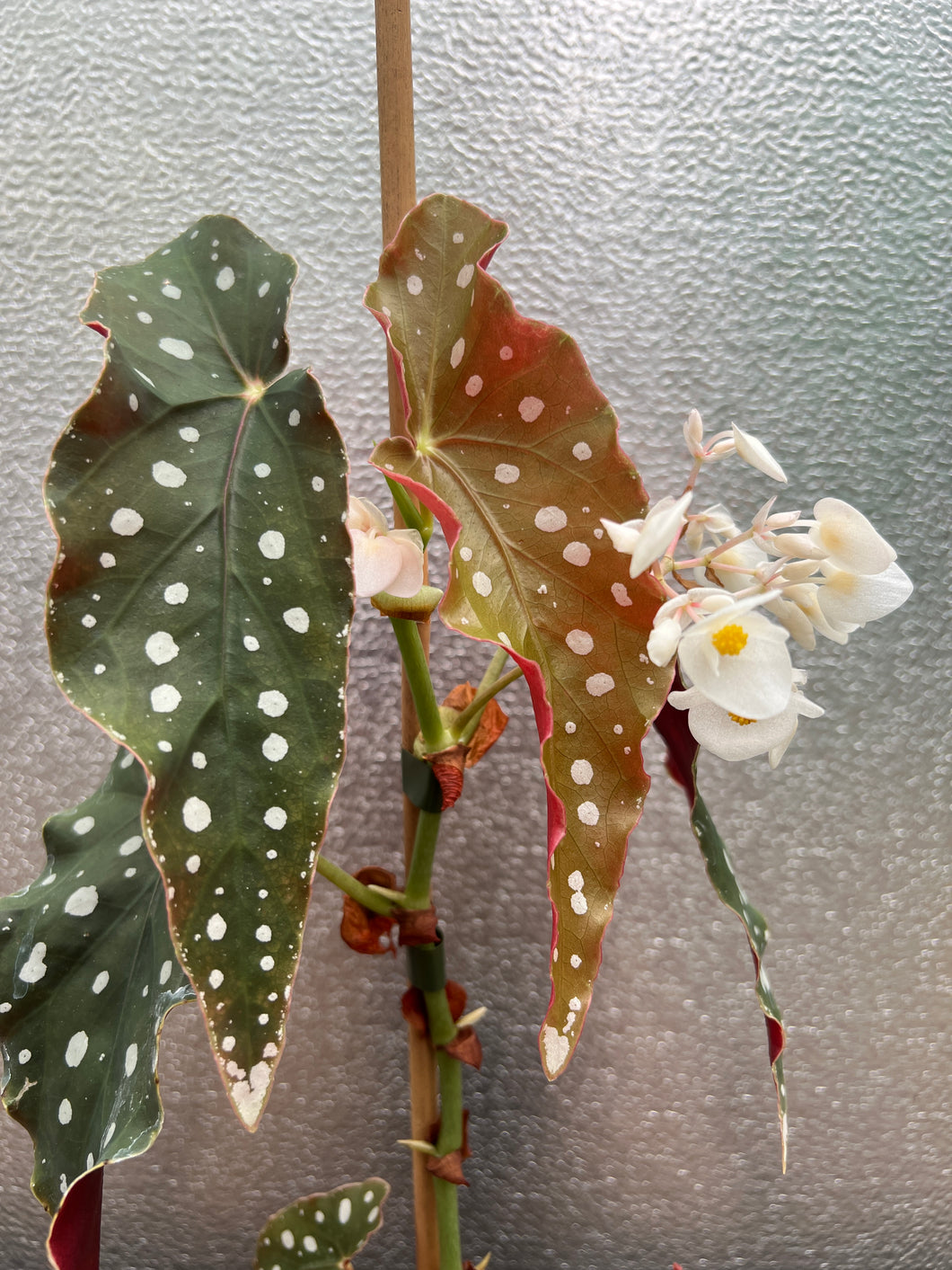 Begonia maculata ‘Wightii’