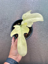 Load image into Gallery viewer, Philodendron ‘Florida Ghost’
