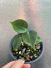 Load image into Gallery viewer, Philodendron Lupinum
