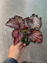 Load image into Gallery viewer, Begonia ‘Wildfire’
