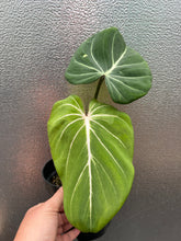 Load image into Gallery viewer, Philodendron Gloriosum ‘White Vein’
