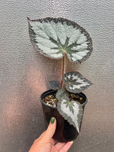 Load image into Gallery viewer, Begonia longiciliata &#39;Silver Queen&#39;
