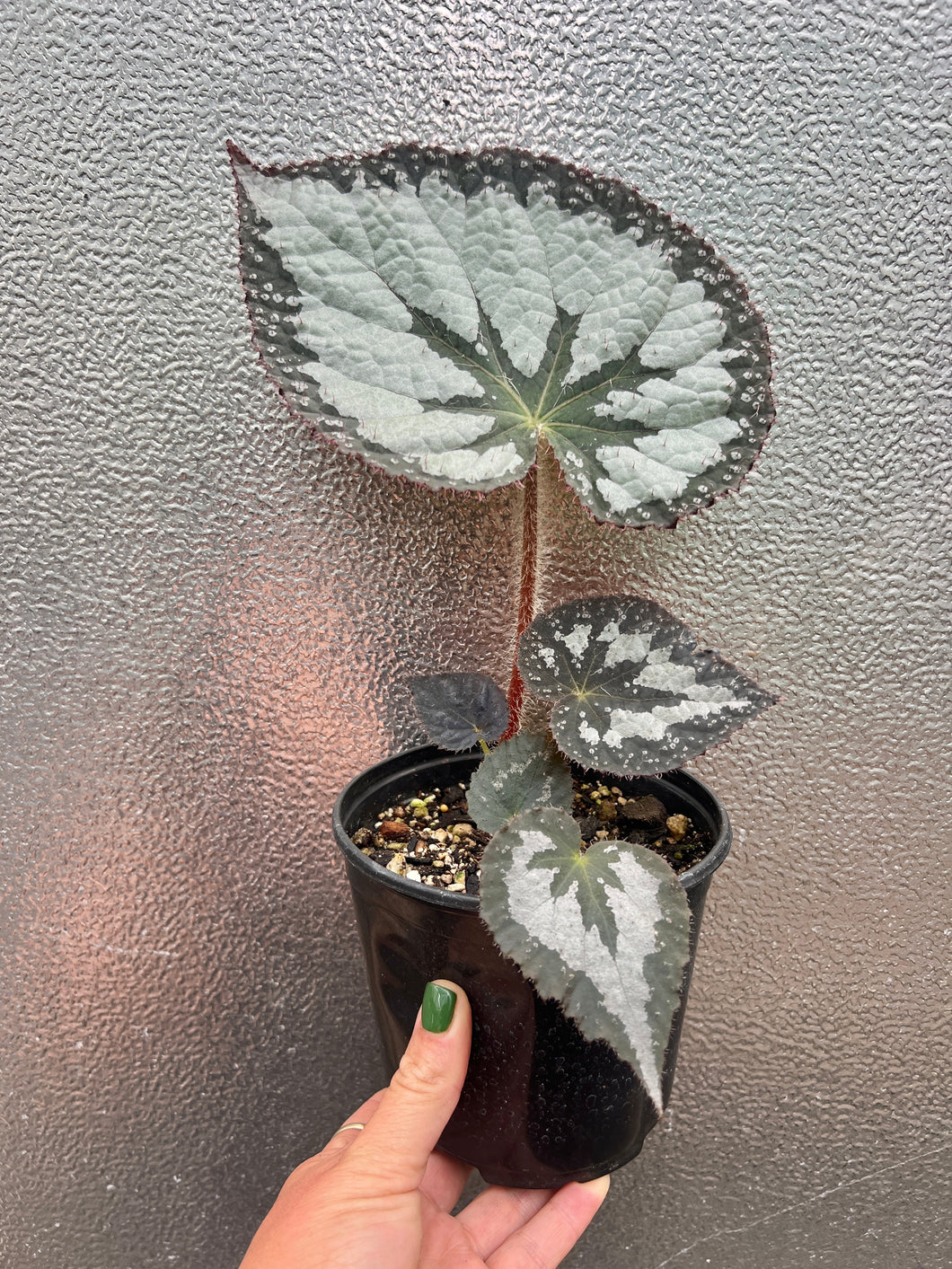 Begonia longiciliata 'Silver Queen'