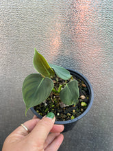 Load image into Gallery viewer, Philodendron Lupinum
