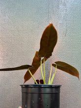 Load image into Gallery viewer, Philodendron Atabapoense
