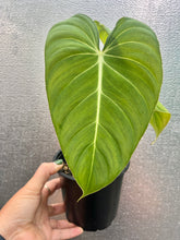 Load image into Gallery viewer, Philodendron Glorious
