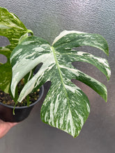Load image into Gallery viewer, Variegated Monstera &#39;Albo&#39;
