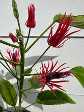 Load image into Gallery viewer, Pavonia Multiflora
