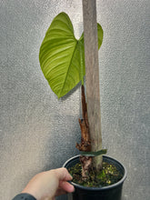 Load image into Gallery viewer, Philodendron ‘Fuzzy Petiole’
