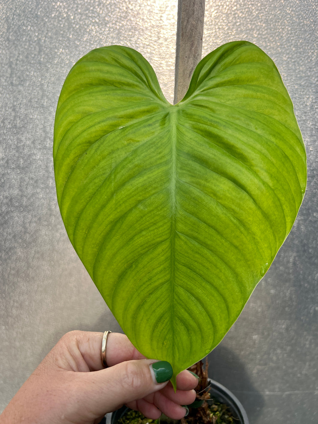Philodendron ‘Fuzzy Petiole’