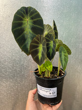 Load image into Gallery viewer, Colocasia affinis ‘Jenningsii’
