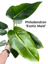 Load image into Gallery viewer, Philodendron &#39;Exotic Maid&#39;
