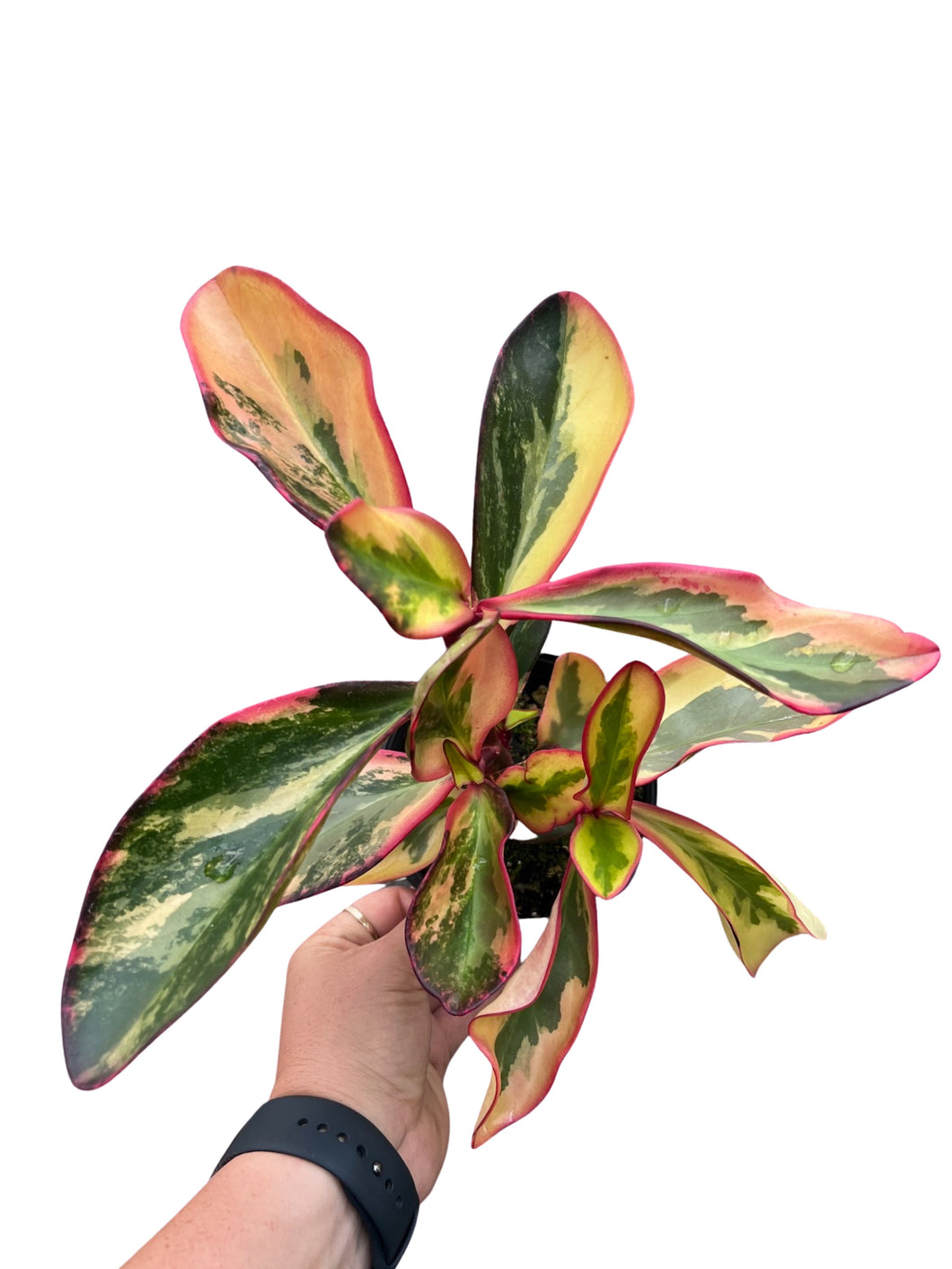 Peperomia Variegated ‘Red Edge’