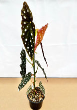 Load image into Gallery viewer, Begonia maculata ‘Wightii’

