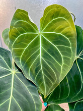 Load image into Gallery viewer, Anthurium Hybrid
