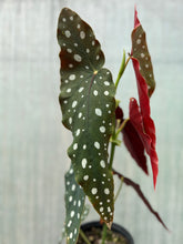 Load image into Gallery viewer, Begonia maculata ‘Wightii’
