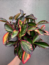 Load image into Gallery viewer, Peperomia Variegated ‘Red Edge’
