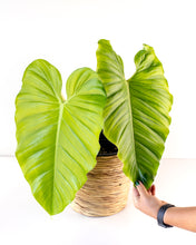 Load image into Gallery viewer, Philodendron PHIAUST01 &#39;Austentatious&#39;

