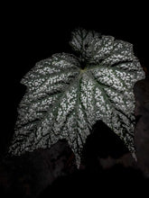 Load image into Gallery viewer, Begonia (Kathleyana x Diadema)
