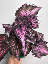 Load image into Gallery viewer, Begonia ‘Wildfire’
