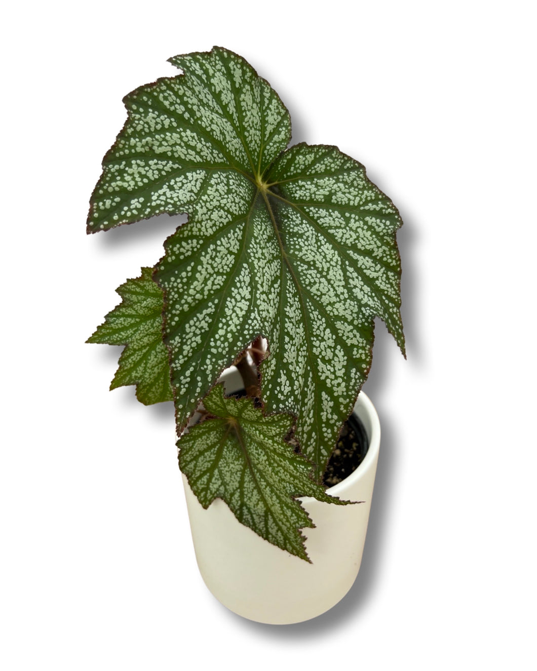 Begonia (Kathleyana x Diadema)