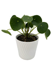Load image into Gallery viewer, Pilea Peperomioides
