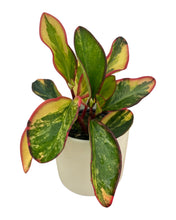 Load image into Gallery viewer, Peperomia Variegated ‘Red Edge’
