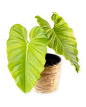 Load image into Gallery viewer, Philodendron PHIAUST01 &#39;Austentatious&#39;
